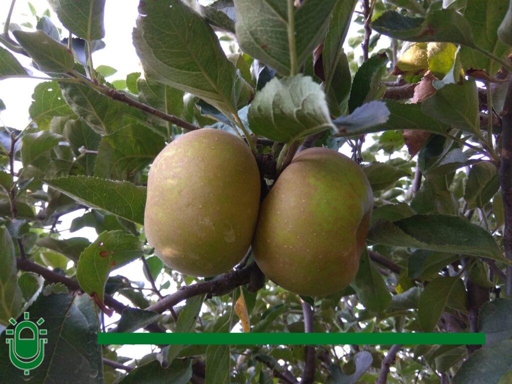 manzana reineta (2)