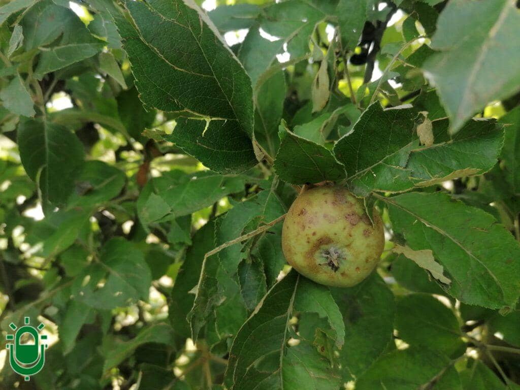 Reineta dañada por granizo. 18 junio 2024 (1)