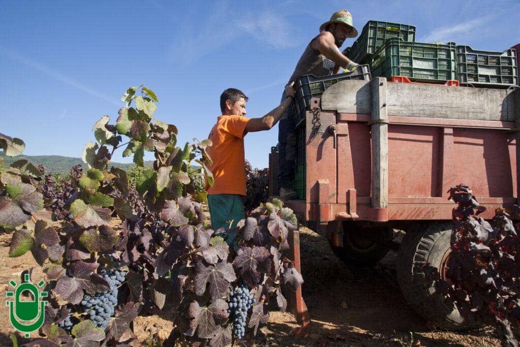 vendimia en el Bierzo 2021