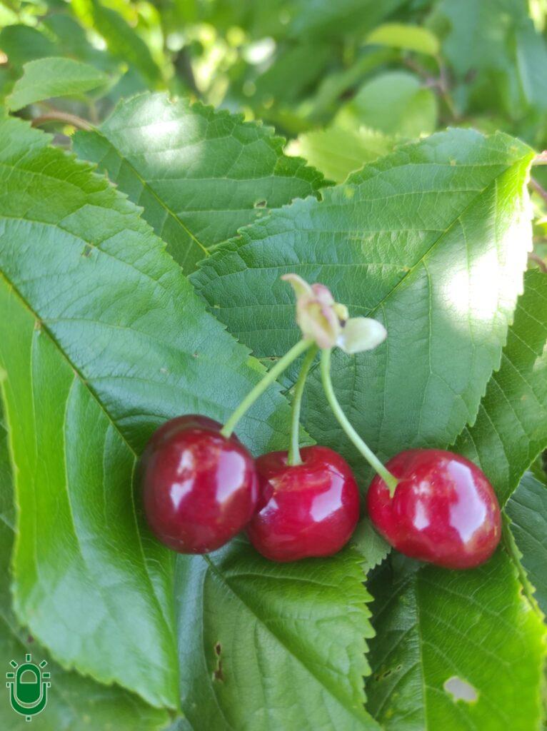 cerezas 2024 2