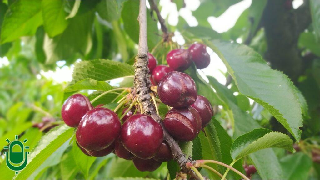 Cerezas rajadas por el agua. Junio 2023