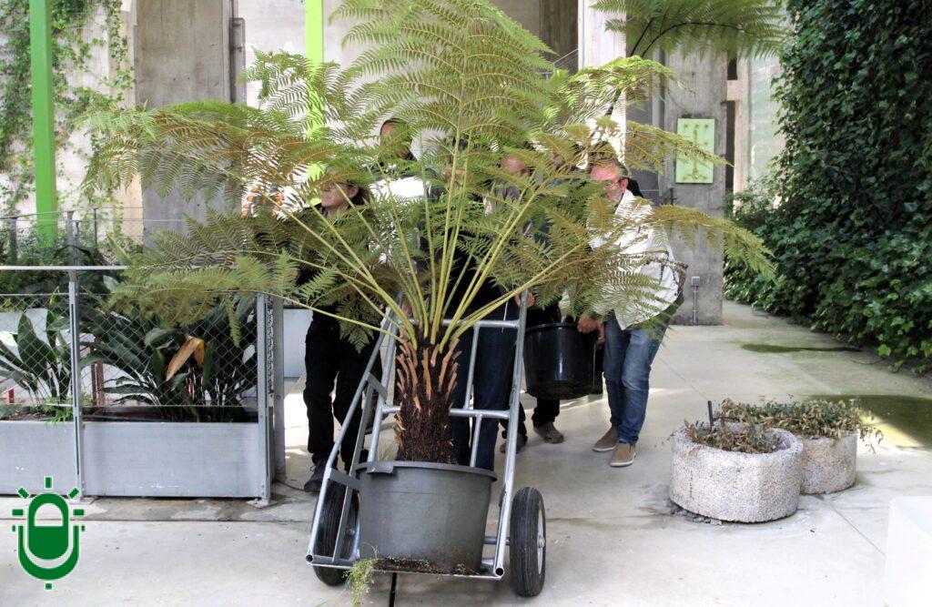 Incorporación de nuevos helechos arborescentes a Fuego Verde. La Termica Cultural 3 (2)