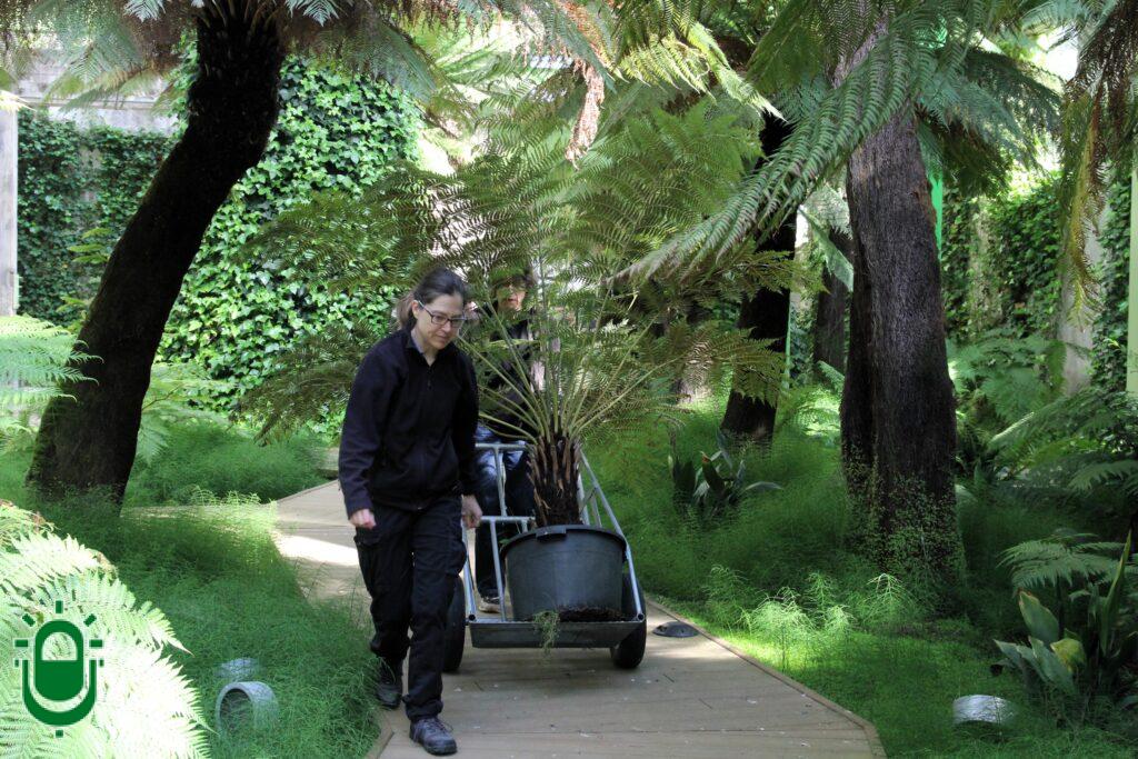 Incorporación de nuevos helechos arborescentes a Fuego Verde. La Termica Cultural 3 (3)