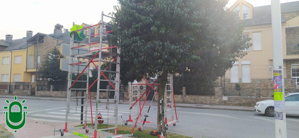 Poda de árboles en Ponferrada. Diciembre 2024