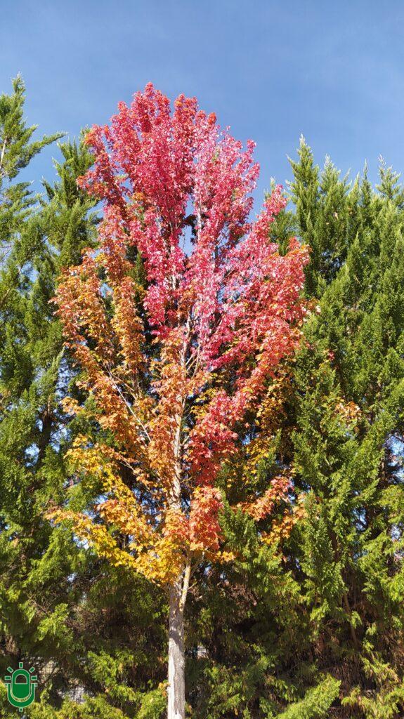 hojas de árbol en otoño