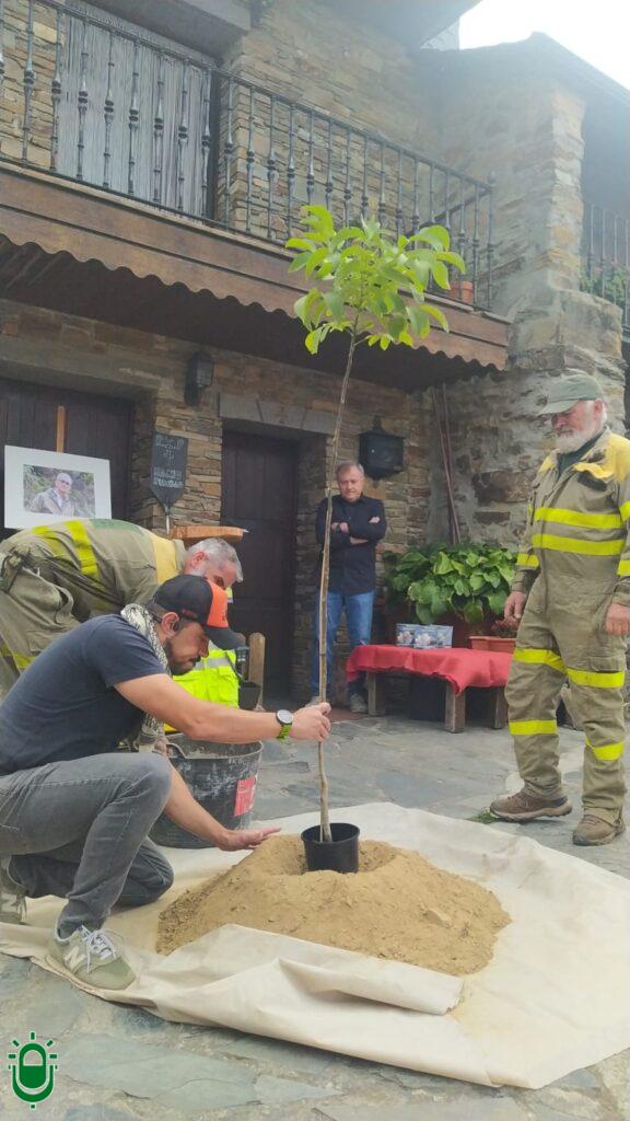 Homenaje a Nacho Rumbao. Brigadista. Espinoso de Compludo. 28 sep 2025. Plantación Nogal