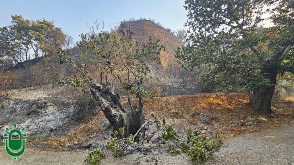 Incendio Forestal Las Médulas. El día después. Castaño arrasado