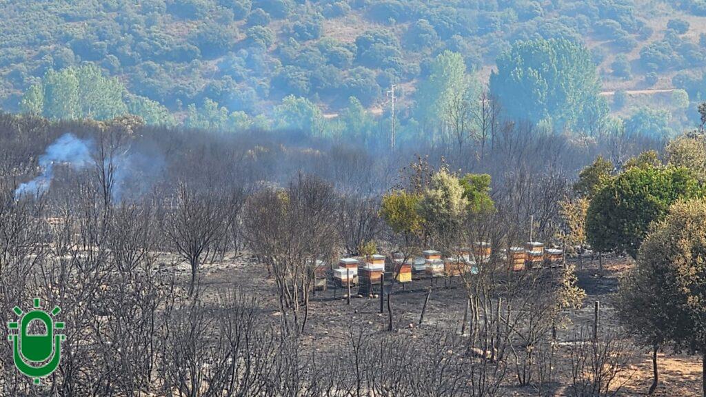 Incendio Forestal Las Médulas. El día después. Colmenas en Orellán