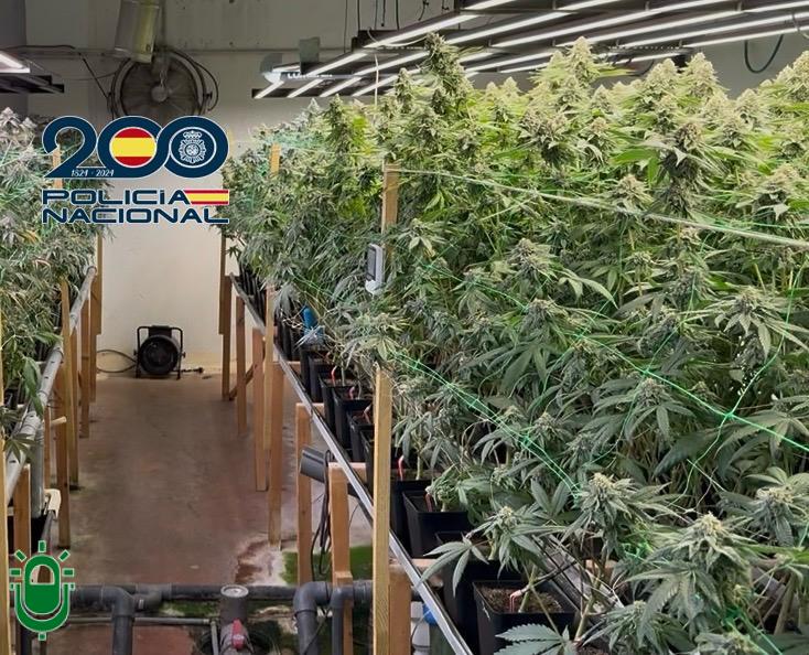 Desmantelan un cultivo de marihuana en un nave industrial en Montearenas, en Ponferrada