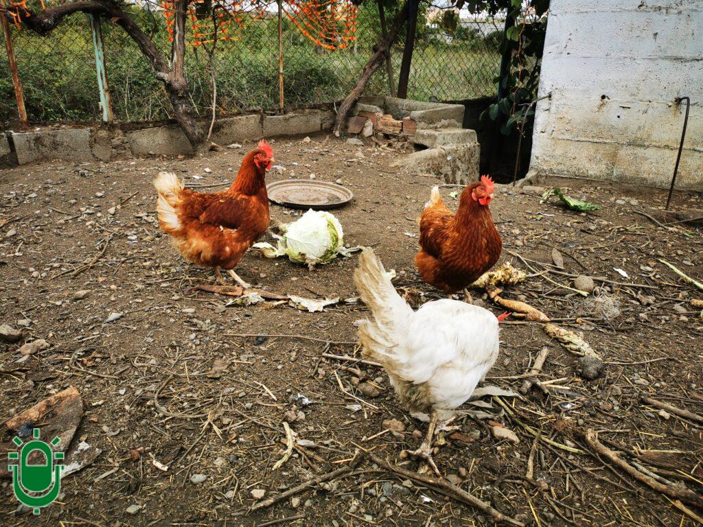 gallinas en un corral