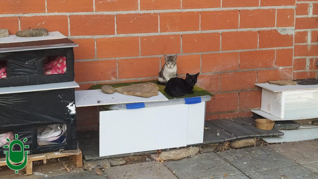 Colonias de gatos en Ponferrada