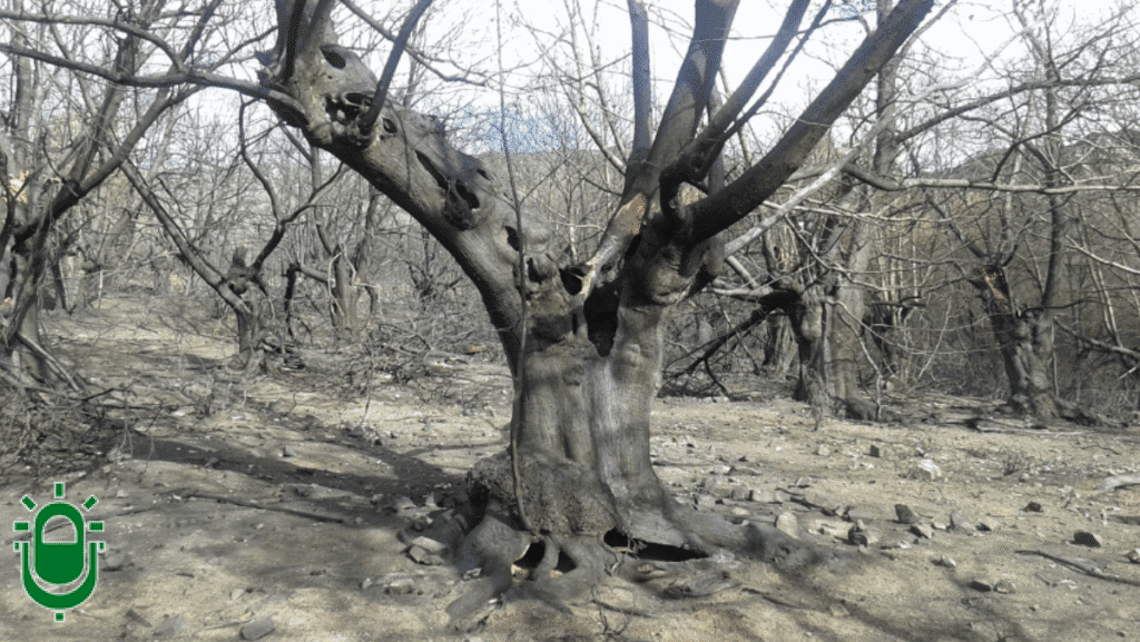 Estado soto argayo del sil incencio
