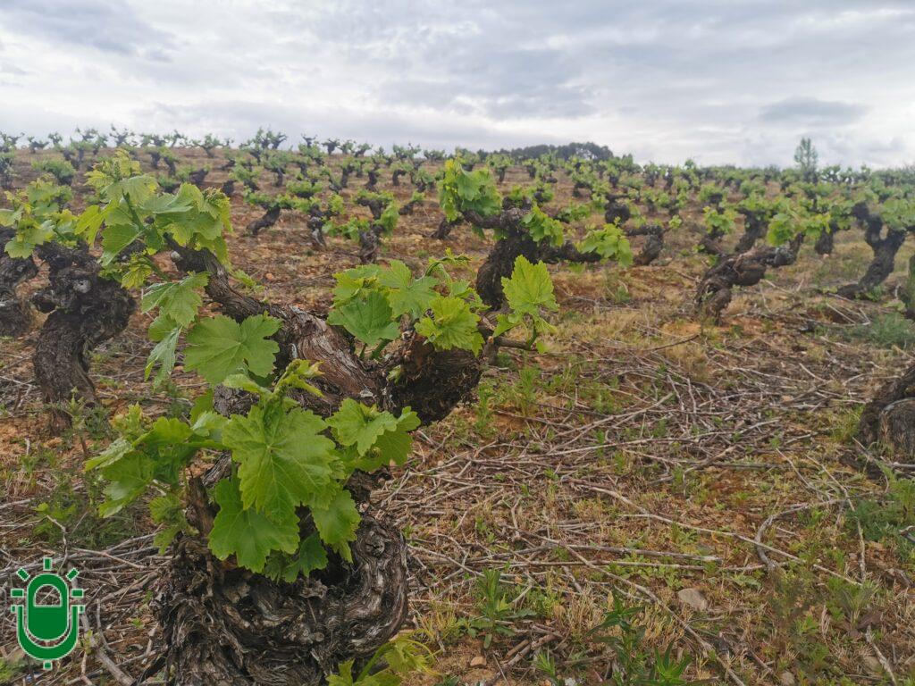 VIÑAS EN EL BIERZO