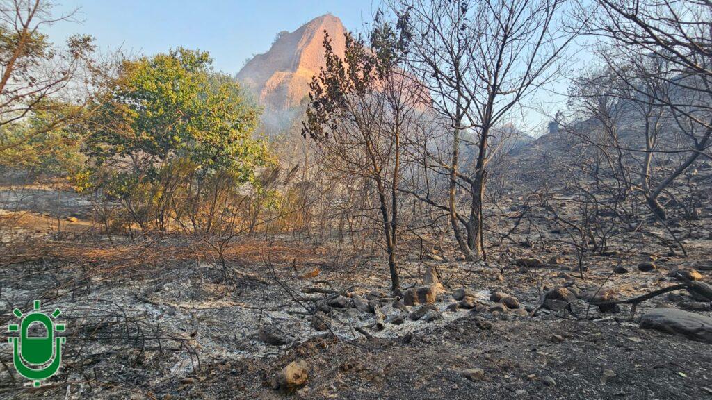 Incendio Forestal Las Médulas. El día después. Vegetación quemada, otra verde y picuezo
