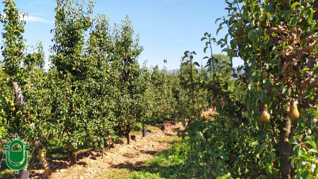 perales del Bierzo con frutas