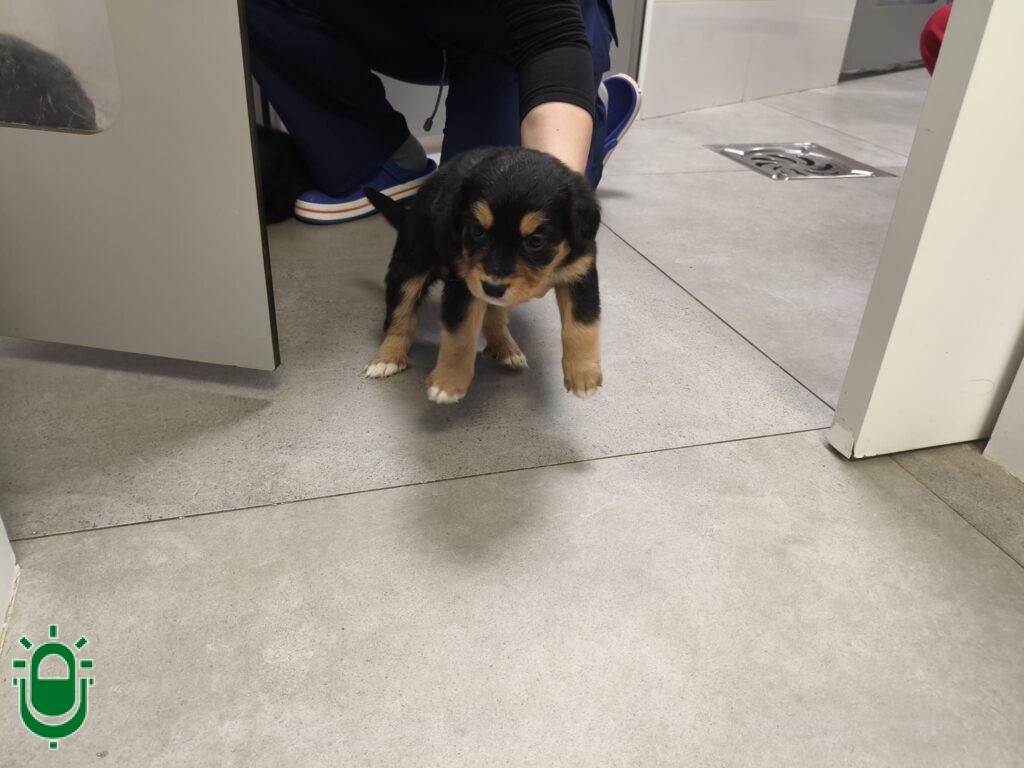 Abandonan, en Ponferrada, a ocho cachorros que ahora buscan un hogar