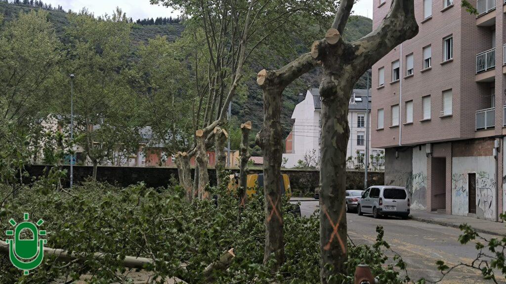 Apeo de árboles Jardines del Sil. 14 abril 2026