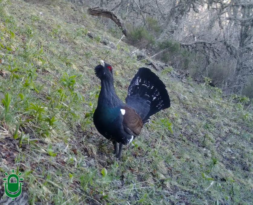 Foto Urogallo en Páramo del Sil
