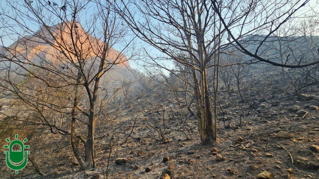 Incendio Forestal Las Médulas. El día después. Vegetación quemada