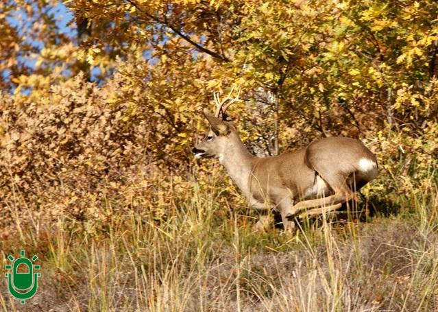 La Reserva de Caza de Ancares subasta 43 piezas y se asegura unos ingresos de más de 73.000 euros