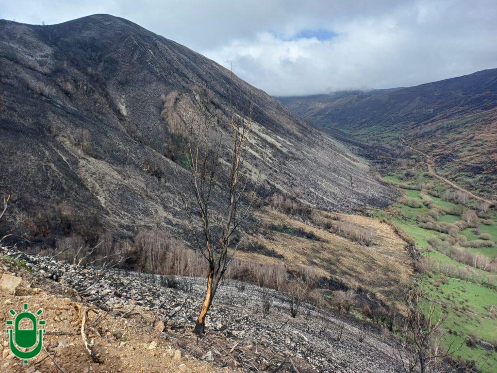reforestacionhidrologicoforestalfasgar (8)