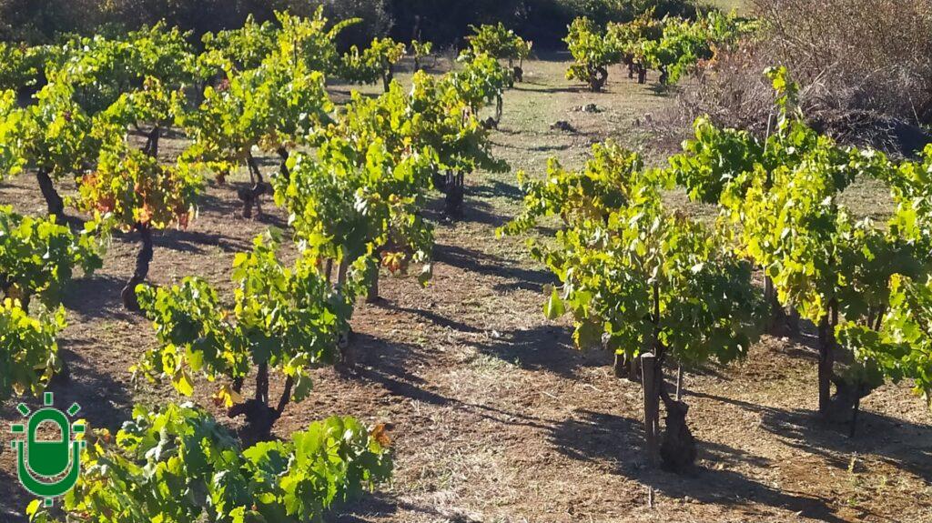 Comienza el trabajo para actualizar el catastro de plantaciones vitícolas