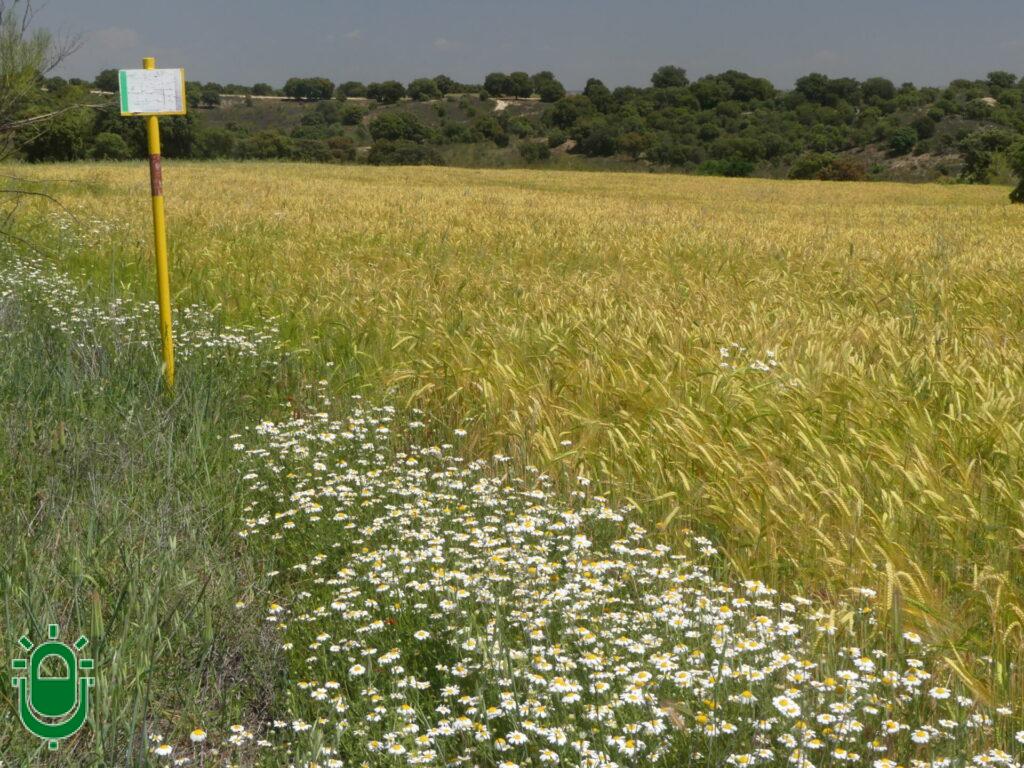 Naturgy utiliza vacas y ovejas para mantener limpio el trazado de su gasoducto en Castropodame