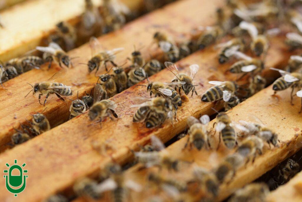 Abejas en una colmena