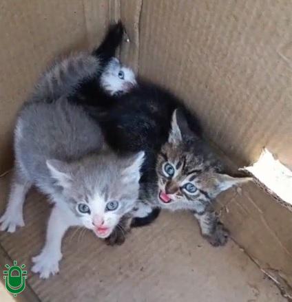 Denuncian otro caso de abandono de camadas de gatos en Ponferrada. La Policía Municipal lo investiga