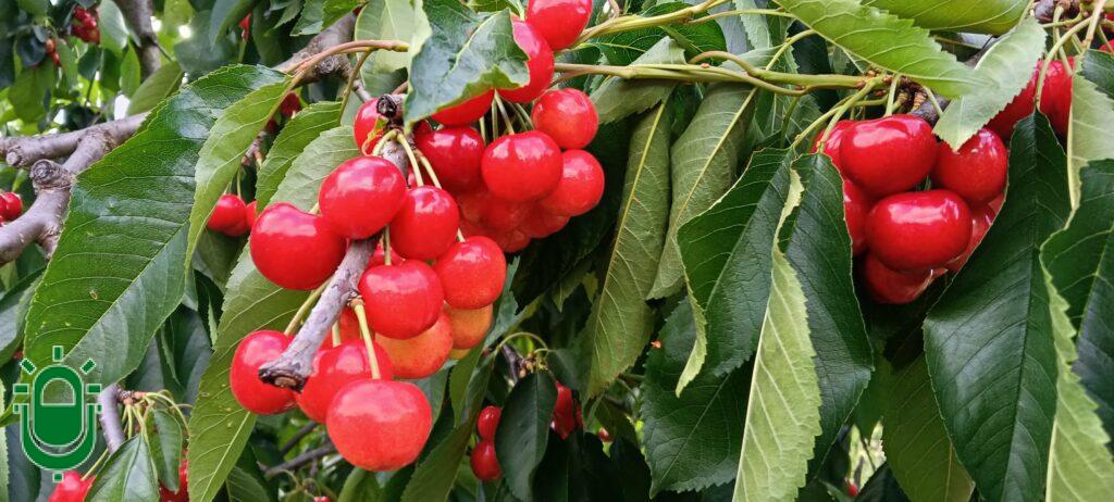 Recta final de la campaña de recogida de cerezas en el Bierzo. La cosecha podría rondar el millón de kilos
