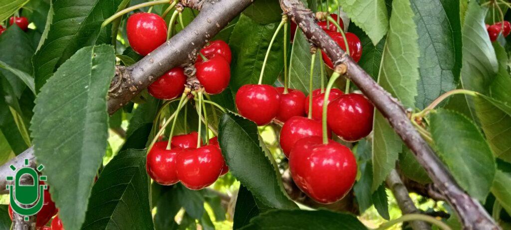 El Bierzo cierra una buena cosecha de cerezas, con un millón de kilos