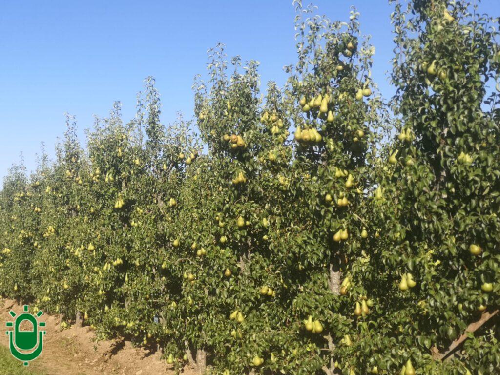 Los trabajadores extranjeros llenan la bolsa de empleo para la recogida de frutas del Bierzo