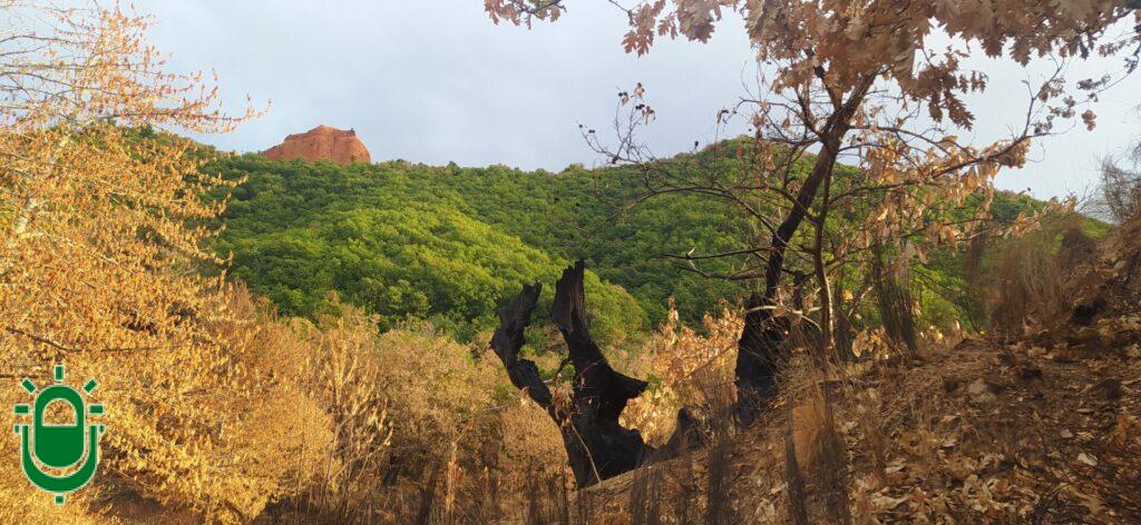 Hoy se cumple un año del incendio forestal que quemó Las Médulas. El paraje todavía no ha superado aquella pesadilla