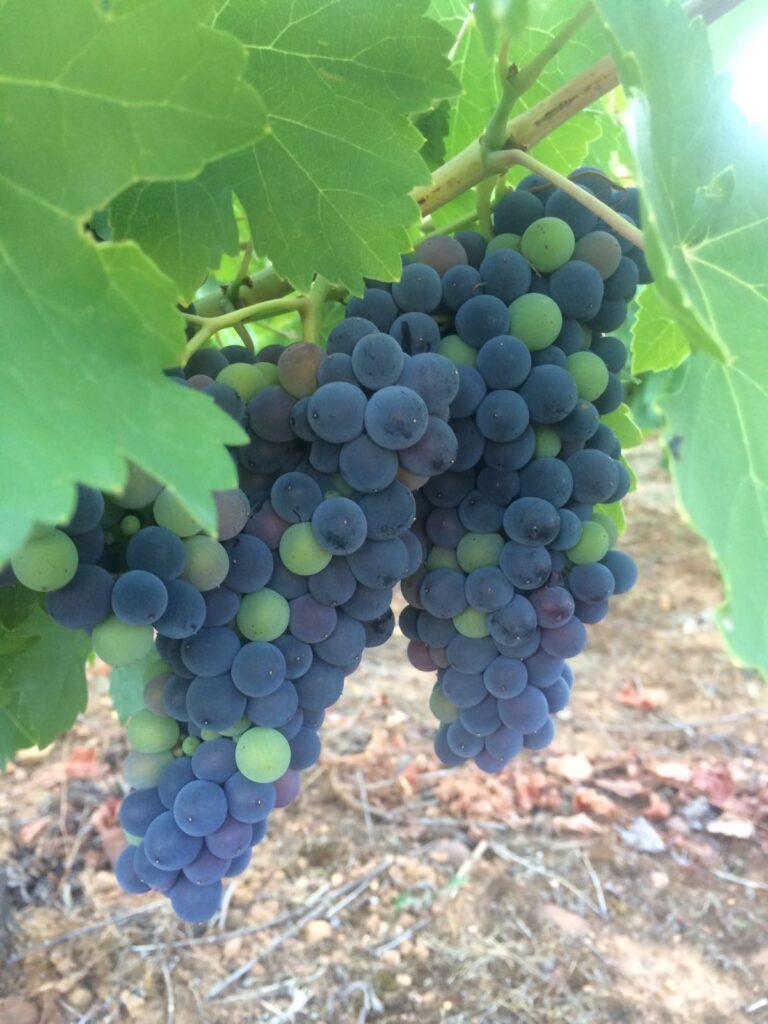 Racimo de uvas