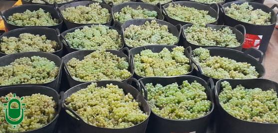 Mañana se inicia la vendimia en el Bierzo con los primeros racimos de uva godello