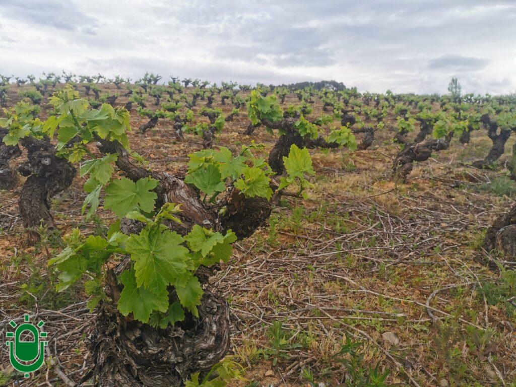 El Bierzo afronta una pequeña «revolución» vinícola. Nuevas condiciones para cultivar viñedos y elaborar vinos con Denominación de Origen. Se abre la posibilidad de regar la vid, en caso de extrema necesidad