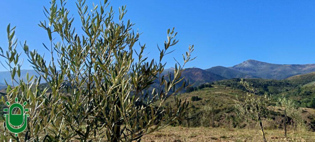 La plantación experimental de olivos en Ponferrada obtiene las primeras aceitunas para empezar a elaborar aceite