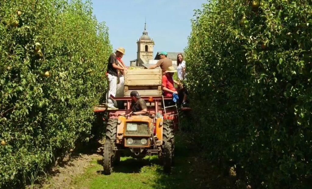 El Bierzo inicia la recogida de la pera