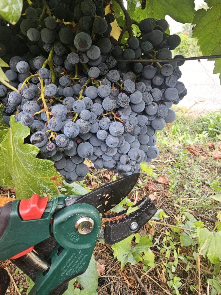 El Consejo Regulador de la Denominación de Origen Bierzo espera alcanzar los 9 millones de kilos de uvas certificados