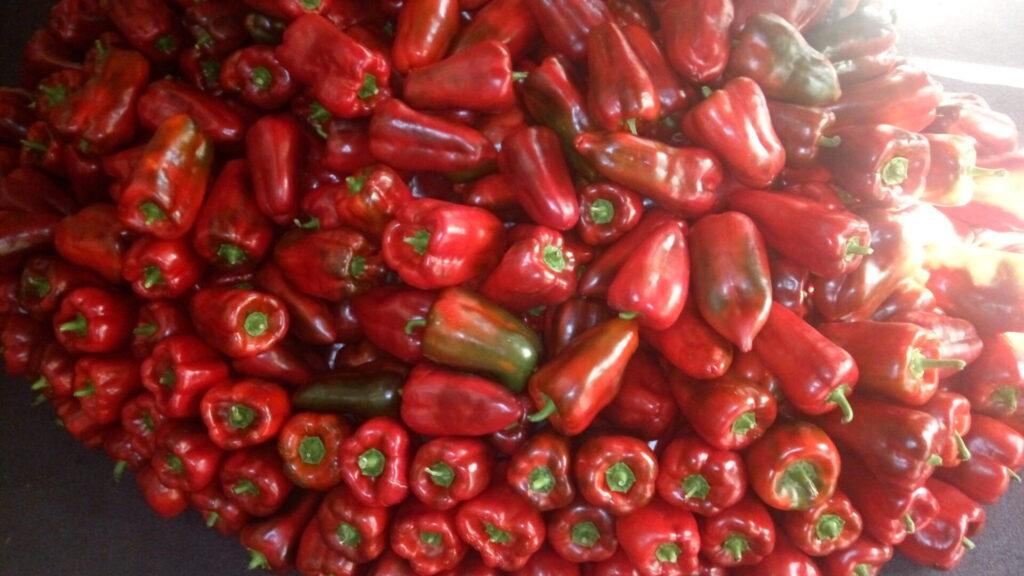 pimientos del Bierzo