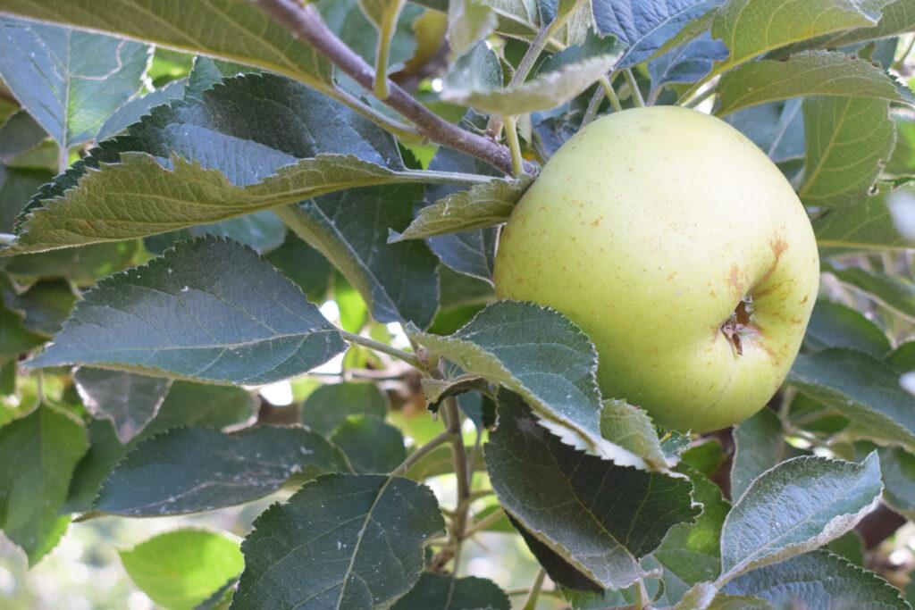 manzana-reineta-2