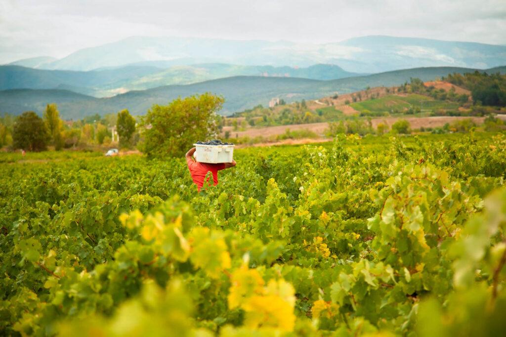La vendimia se cierra en el Bierzo con la recogida de más de 10’3 millones de kilos